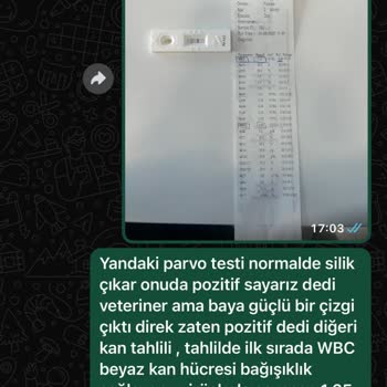 Sahiplendirdiği Yavru Hasta Çıktı, Sorumluluk Almadı