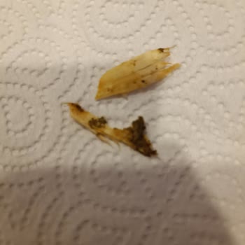 Burcu Yaprak Sarmasında Kötü Koku ve Tahta Parçası Şoku