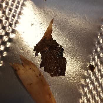 Burcu Yaprak Sarmasında Kötü Koku ve Tahta Parçası Şoku