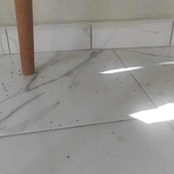 Sinek Sorunu İçin Acil Müdahale Bekliyoruz