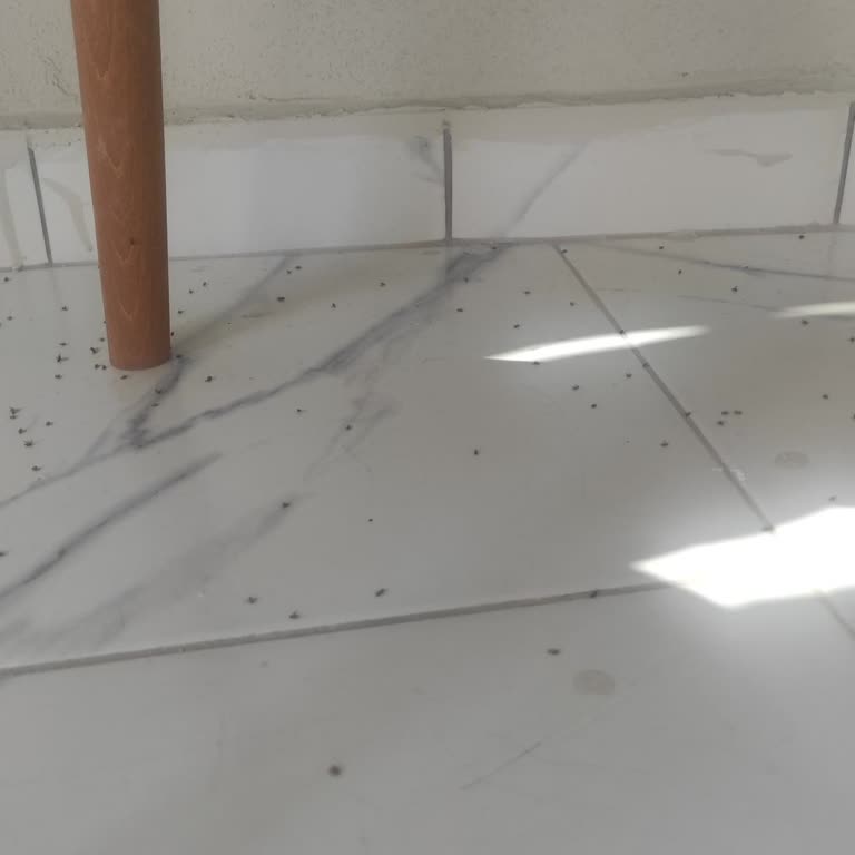 Sinek Sorunu İçin Acil Müdahale Bekliyoruz