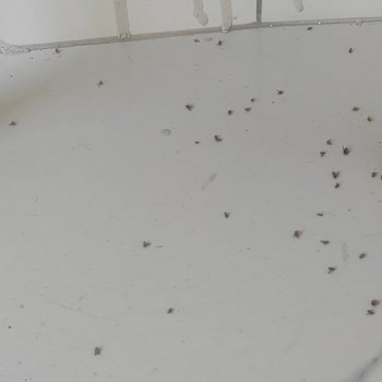 Sinek Sorunu İçin Acil Müdahale Bekliyoruz