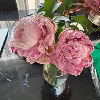 Aldığım Çiçekler Erken Soldu, Hayal Kırıklığına Uğradım