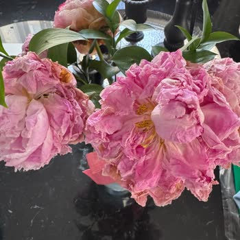 Aldığım Çiçekler Erken Soldu, Hayal Kırıklığına Uğradım