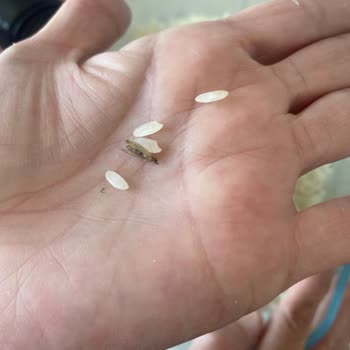 Aldığım Pirinç Paketinde Böcek Çıkması Ve Yaşadığım Hayal Kırıklığı