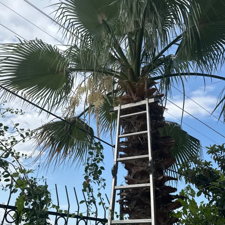 Bir Yıldır Budanmayan Ağacın Tehlikesiyle Baş Başa Kaldım