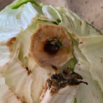 Çürük Ürün Teslimatı Ve Yetersiz İade Süreci Nedeniyle Yaşanan Memnuniyetsizlik