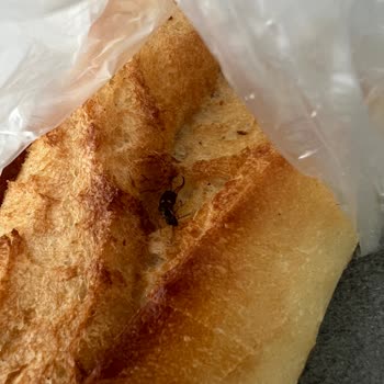 Migros Şubesinden Aldığım Ekmekte Tekrar Böcek Çıkması Ve Hijyen Sorunu