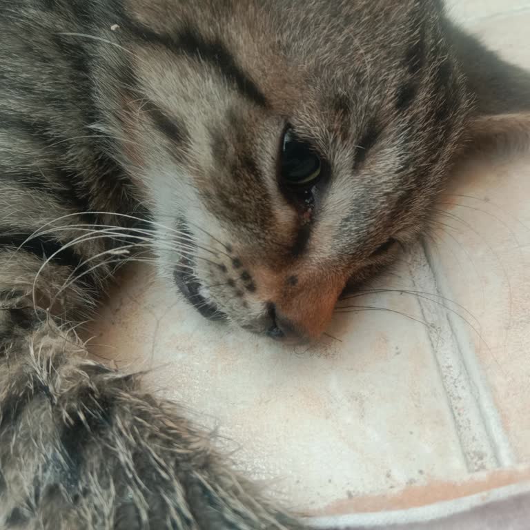 Yaralı Kedi İçin Geç Gelen Belediye Müdahalesi Ve Yetersiz Destek