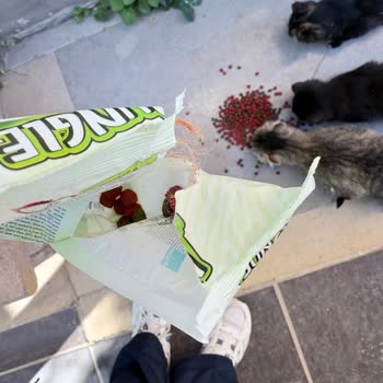 Kedi Mamasının İçinden Çıkan Yabancı Madde Güvenimi Sarstı