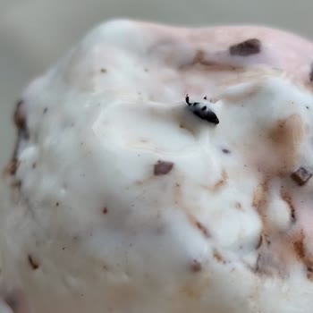 Dondurmanın İçinden Çıkan Böcek Kızımın Psikolojisini Bozdu