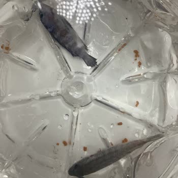 Siparişimde Ölü Ve Hatalı Balıklar Gönderildi, Mağdur Edildim