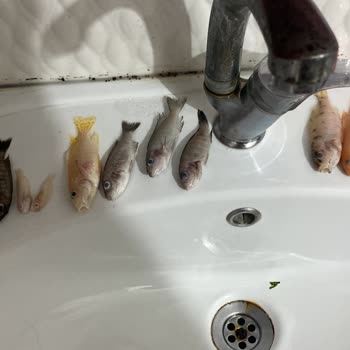 Siparişimde Ölü Ve Hatalı Balıklar Gönderildi, Mağdur Edildim