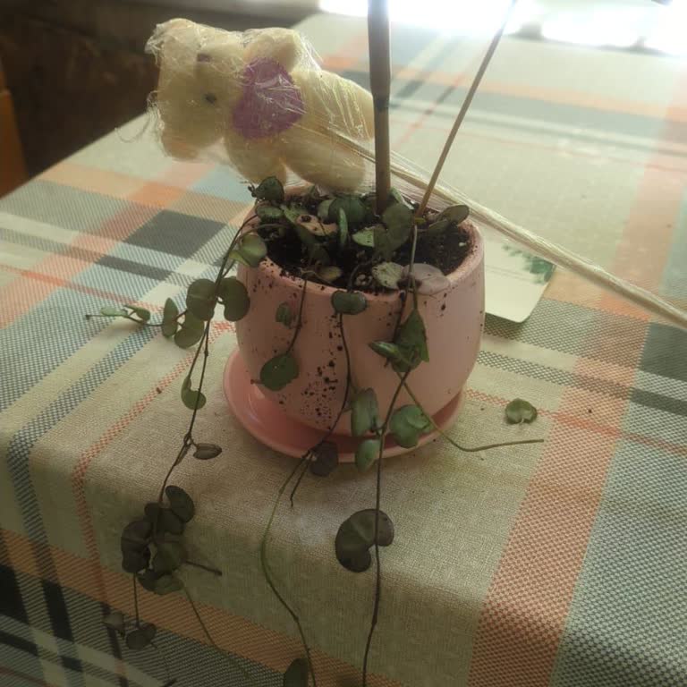 Aynı Gün Teslimat Sözü Tutulmadı, Hediye Geç Ve Yıpranmış Ulaştı