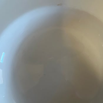 Miele Bulaşık Makinesinde Sepetlerde Paslanma Ve Hijyen Sorunu