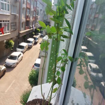 Kurumuş Ve Beklenenden Farklı Fidan Teslimatı Sonrası İletişimsizlik