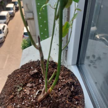 Kurumuş Ve Beklenenden Farklı Fidan Teslimatı Sonrası İletişimsizlik