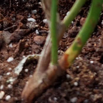 Kurumuş Ve Beklenenden Farklı Fidan Teslimatı Sonrası İletişimsizlik