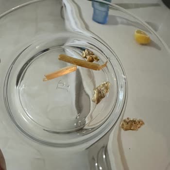 Tat Bakliyat Patlatmalık Mısırdan Çıkan Yabancı Maddeler Şaşırttı