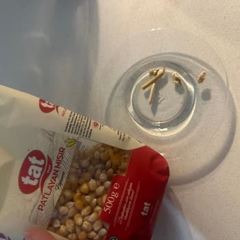 Tat Bakliyat Patlatmalık Mısırdan Çıkan Yabancı Maddeler Şaşırttı