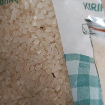 Migros'tan Alınan Ürünlerde Böcek Ve Çürük Elma Sorunu