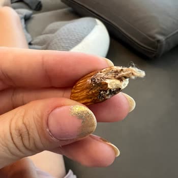 Kuruyemişte Yabancı Madde Şoku: Hamilelikte Güven Sarsıldı