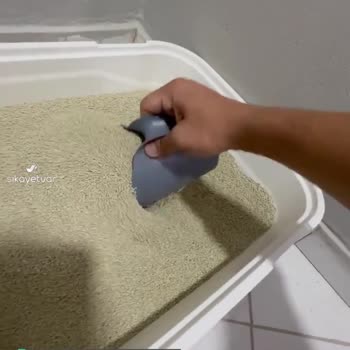 Feles Kedi Kumları Tozlu!