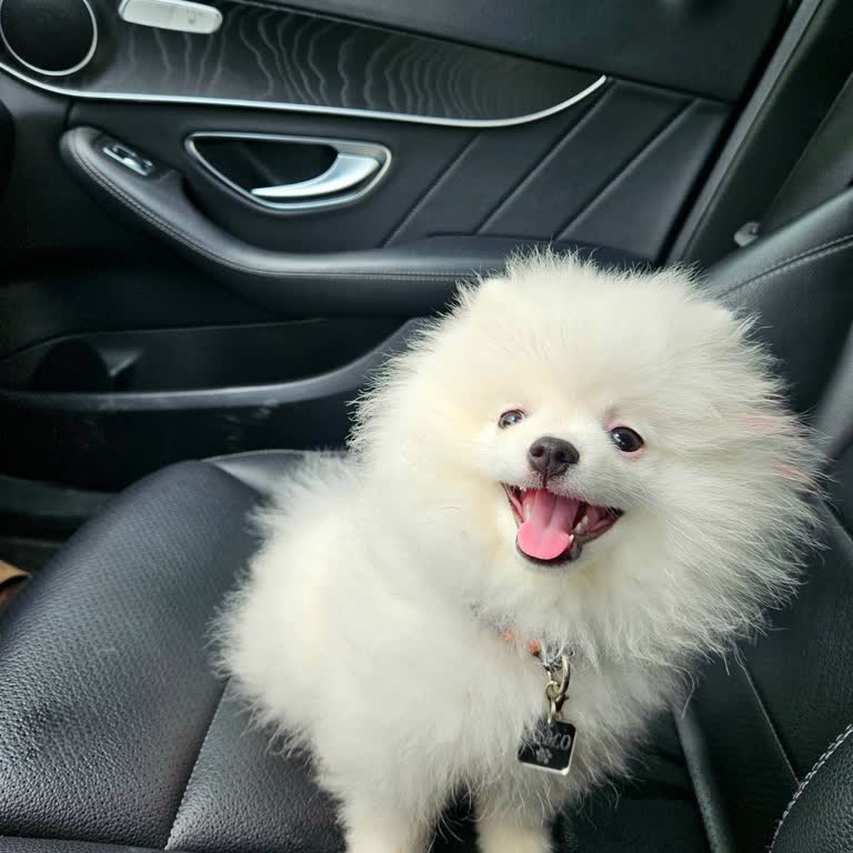 Gümüş Veteriner (Canik) Sağlam Köpeğimi Felçli Teslim Etti