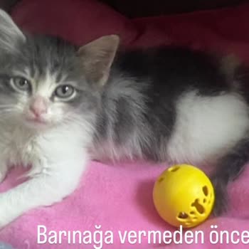 Barınakta Bakımsız Bırakılan Kedi 3 Gün İçinde Hayatını Kaybetti