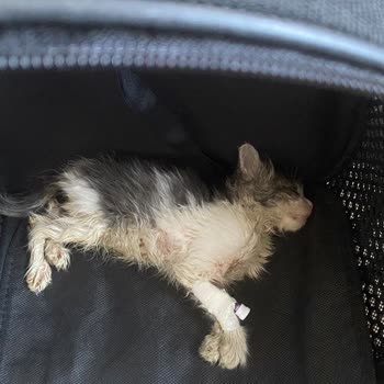 Barınakta Bakımsız Bırakılan Kedi 3 Gün İçinde Hayatını Kaybetti