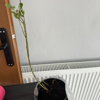 Alz Garden Sipariş Edilen Fide İle Gelen Ürün Arasındaki Büyük Fark Hayal Kırıklığı Yarattı