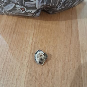 Çekirdek Paketinden Çıkan Kavrulmuş Salyangoz Şoku