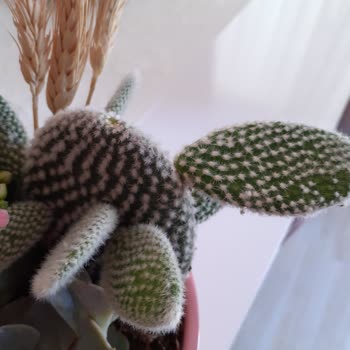 Çiçek Sepeti'nden Gelen Ürün Görselle Uyuşmuyor Ve Kusurlu