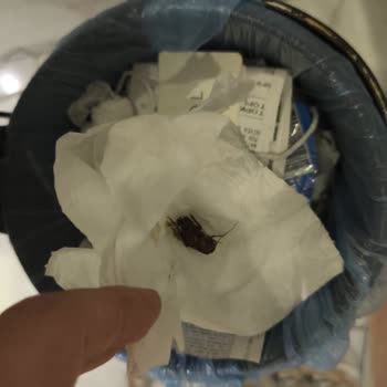 Otel Odasında Böcek Sorunu Ve İlgisiz Müşteri Hizmeti Nedeniyle Mağduriyet