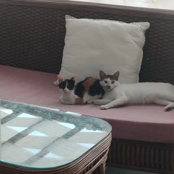 Royal Beach Club Hotel Çok Pişman Oldum