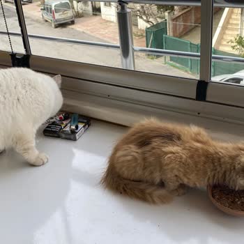 Erenler Belediyesi'nin Kısırlaştırma Hizmeti Konusunda İlgisizliği