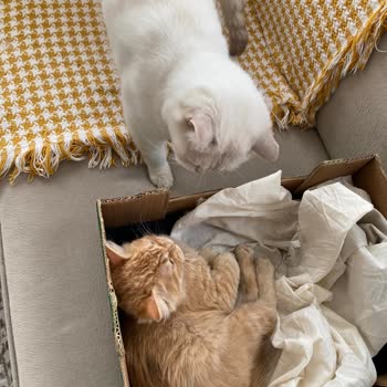 Erenler Belediyesi'nin Kısırlaştırma Hizmeti Konusunda İlgisizliği