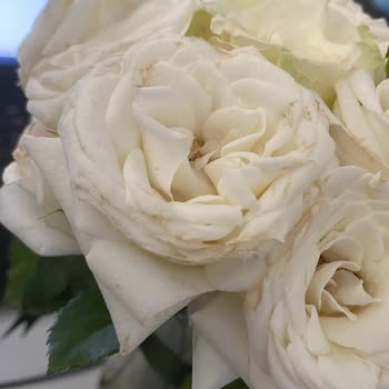 Siparişimde Gelen Güller Solmuş Ve Eksik Teslim Edildi