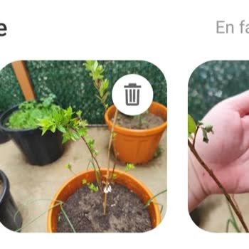 Kırık Ve Kurumuş Fidan İçin Yaptığım Yorum Yayınlanmadı