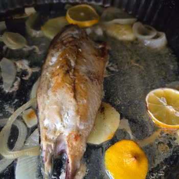 Dardanel Ton Uskumru Filoto Acı Tadıyla Hayal Kırıklığı Yaşattı