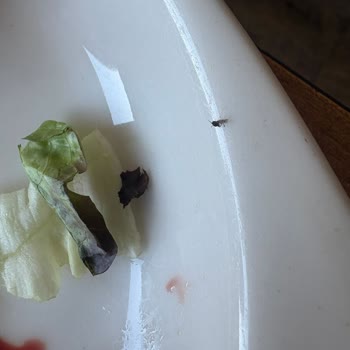 Viaport Tavuk Dünyası'nda Hijyen Ve Hizmette Tekrarlayan Ciddi Sorunlar Yaşadım