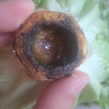 Migros Sanal Marketten Eksik Ve Bozuk Ürün Mağduriyeti