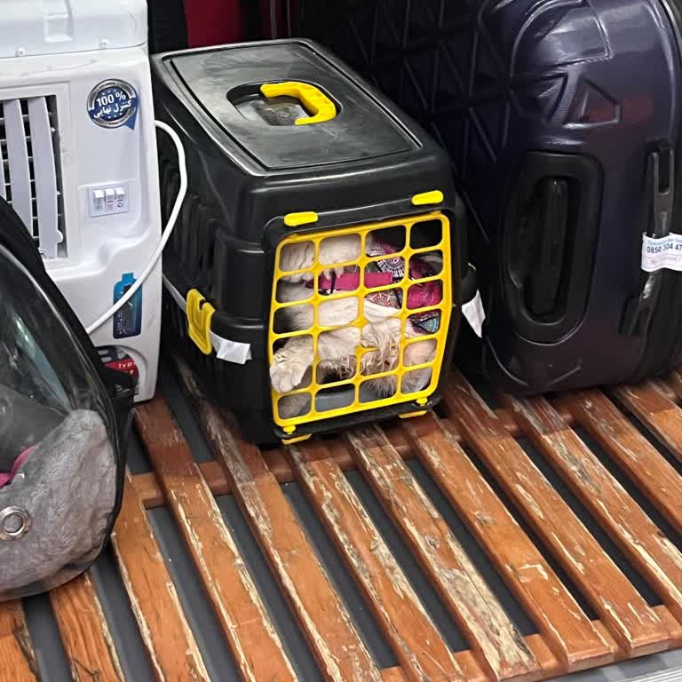 Mardin Seyahat Evcil Hayvanımın Otobüse Alınmaması Ve Personelin Umursamaz Tavrı