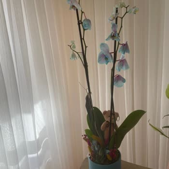 Sipariş Verdiğim Çiçekler Solmuş Ve Görselden Çok Farklı Geldi