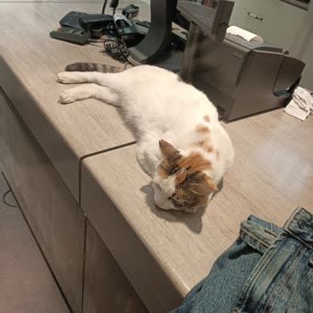 Mağaza Kasasında Uyuyan Kedi Küçük Çocuğumu Tırmaladı Çalışan İlgisizdi