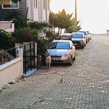 Esenköy'de Başıboş Sokak Köpekleri Nedeniyle Güvenlik Ve Hijyen Sorunu