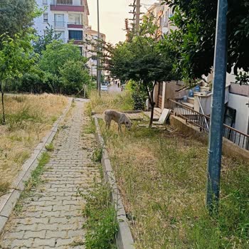 Esenköy'de Başıboş Sokak Köpekleri Nedeniyle Güvenlik Ve Hijyen Sorunu