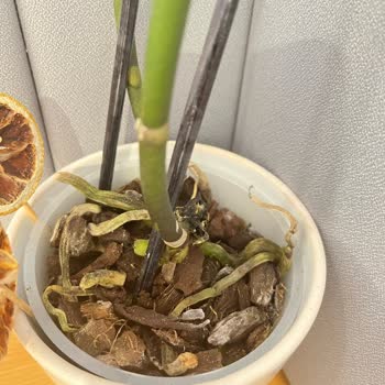 Özel Günde Gönderilen Orkide Çürük Ve Deforme Olarak Teslim Edildi