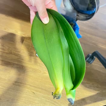 Özel Günde Gönderilen Orkide Çürük Ve Deforme Olarak Teslim Edildi