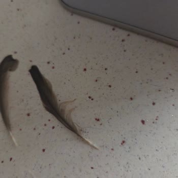 Zeytinyağında Yabancı Madde Ve Tortu Şoku: Mağduriyetimin Giderilmesini İstiyorum